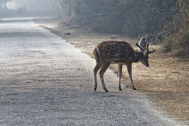 Keoladeo national park-032